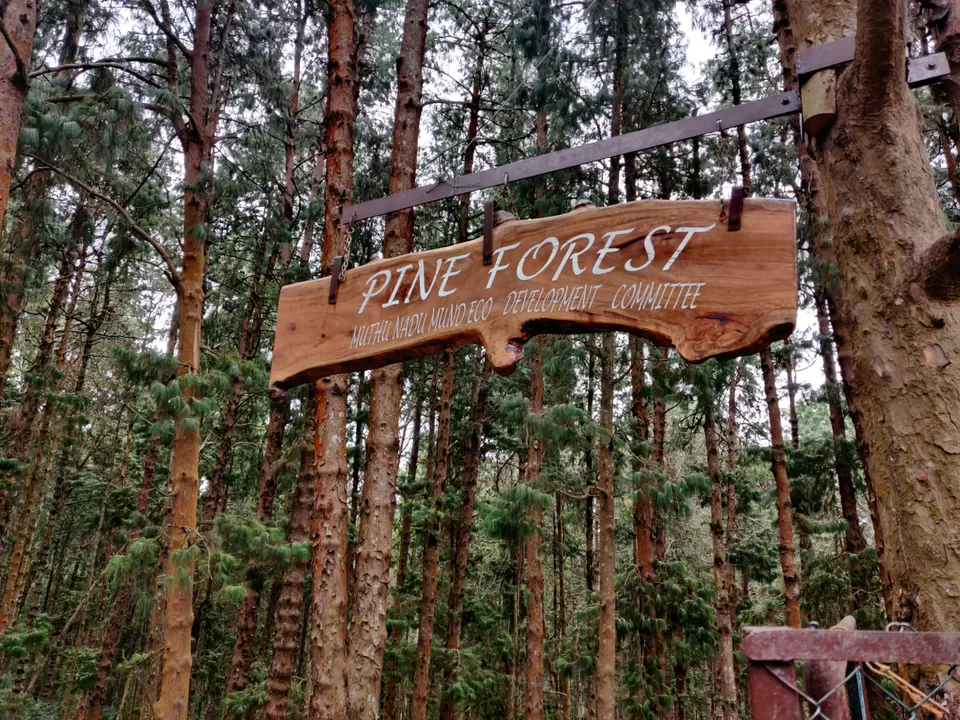 Photo of Pine Forest Shooting Spot, Nagapattinam - Coimbatore - Gundlupet Highway, Tamil Nadu, India by Aishwariya Roy