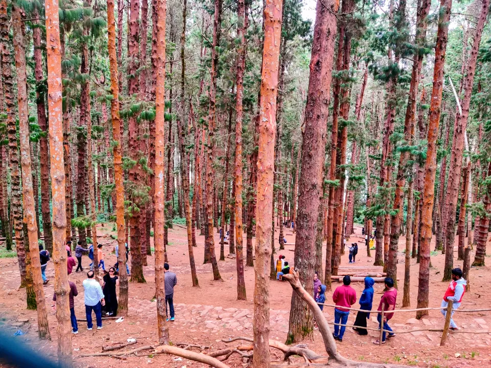 Photo of Pine Forest Shooting Spot, Nagapattinam - Coimbatore - Gundlupet Highway, Tamil Nadu, India by Aishwariya Roy