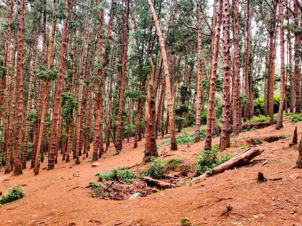 Photo of Pine Forest Shooting Spot, Nagapattinam - Coimbatore - Gundlupet Highway, Tamil Nadu, India by Aishwariya Roy