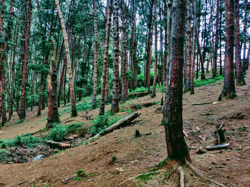 Photo of Pine Forest Shooting Spot, Nagapattinam - Coimbatore - Gundlupet Highway, Tamil Nadu, India by Aishwariya Roy