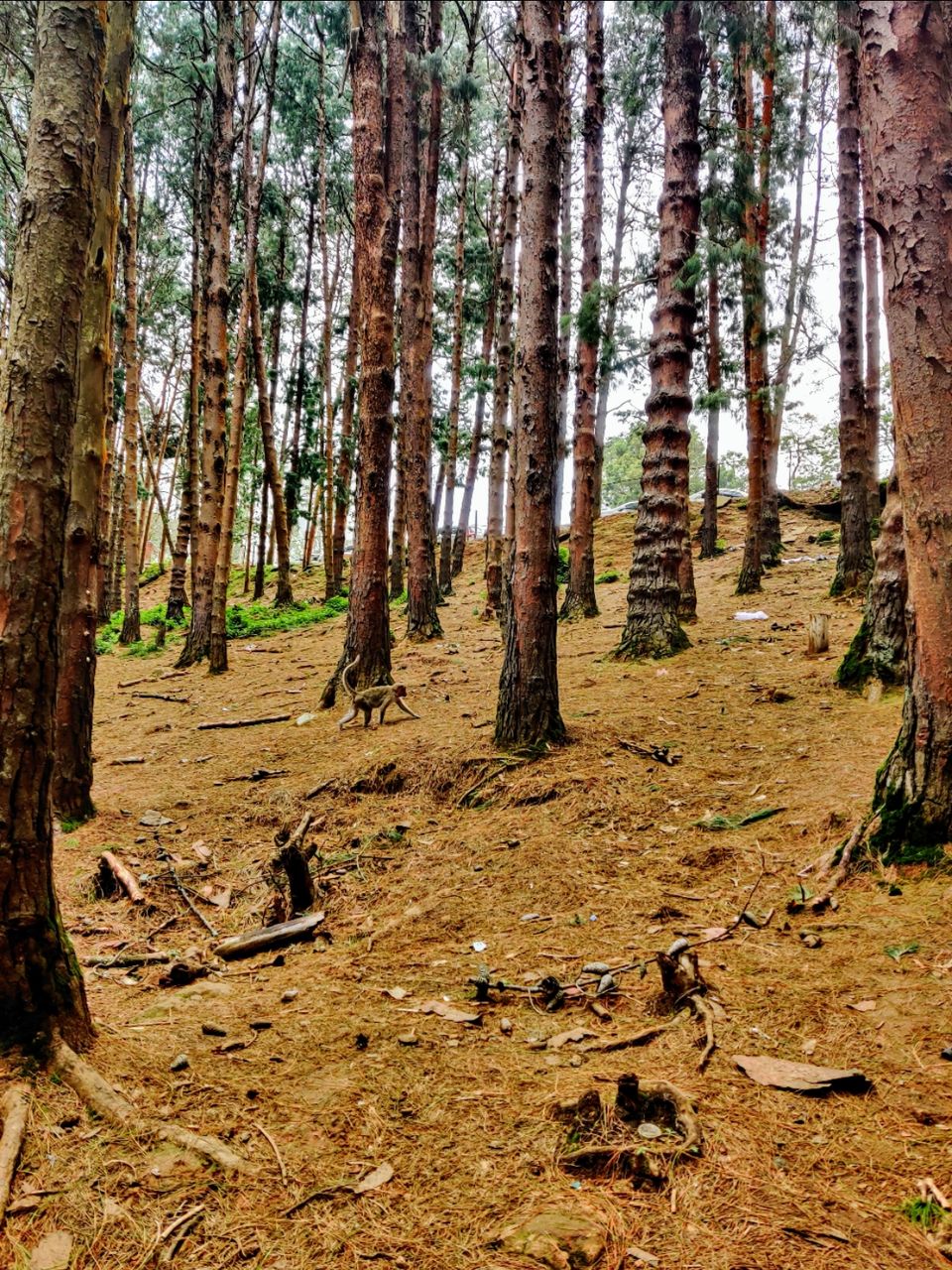 Photo of Pine Forest Shooting Spot, Nagapattinam - Coimbatore - Gundlupet Highway, Tamil Nadu, India by Aishwariya Roy