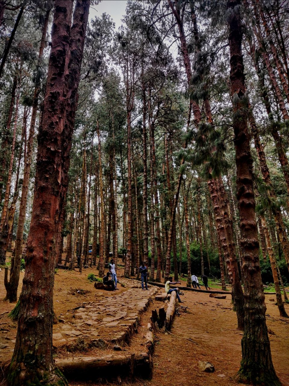 Photo of Pine Forest Shooting Spot, Nagapattinam - Coimbatore - Gundlupet Highway, Tamil Nadu, India by Aishwariya Roy
