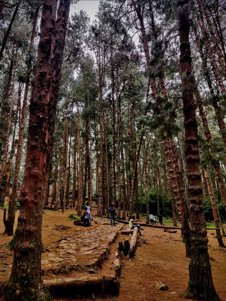 Photo of Pine Forest Shooting Spot, Nagapattinam - Coimbatore - Gundlupet Highway, Tamil Nadu, India by Aishwariya Roy