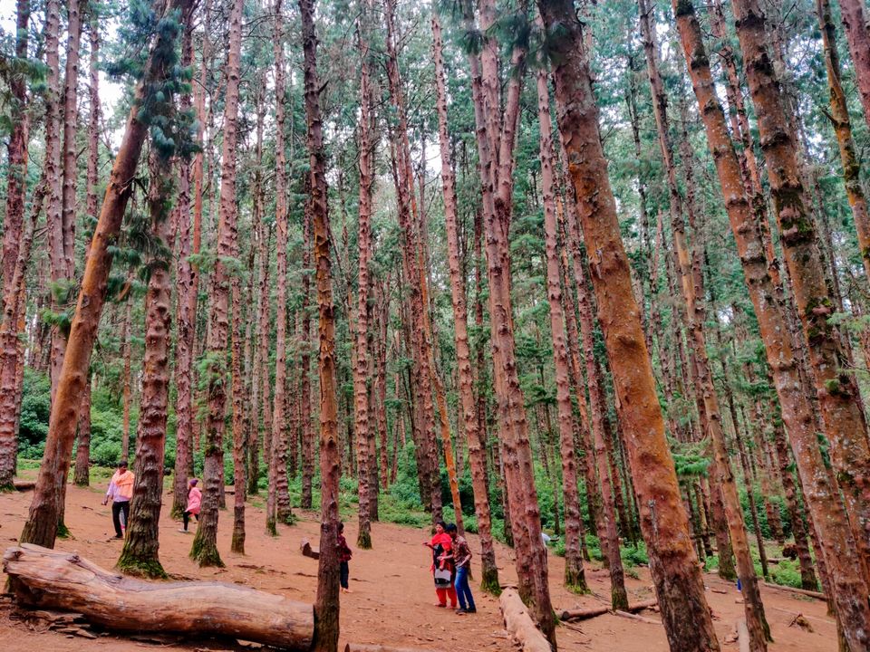 Photo of Pine Forest Shooting Spot, Nagapattinam - Coimbatore - Gundlupet Highway, Tamil Nadu, India by Aishwariya Roy
