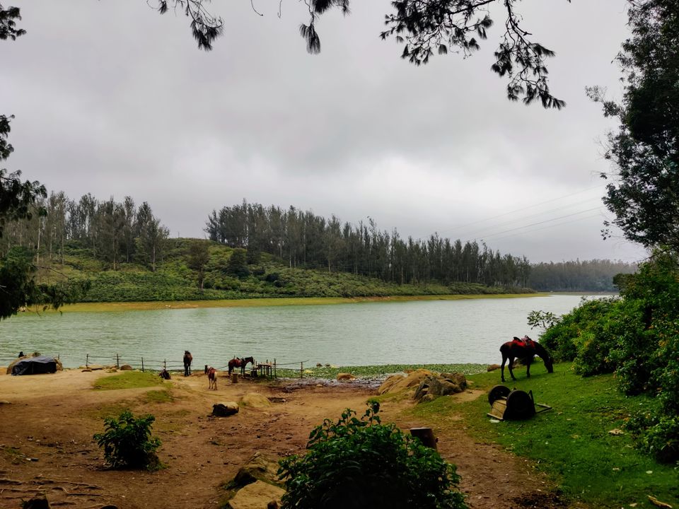 Photo of Pine Forest Shooting Spot, Nagapattinam - Coimbatore - Gundlupet Highway, Tamil Nadu, India by Aishwariya Roy