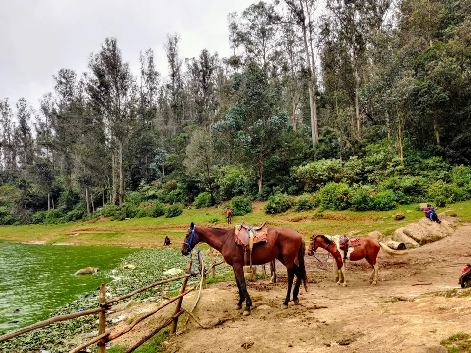 Photo of Pine Forest Shooting Spot, Nagapattinam - Coimbatore - Gundlupet Highway, Tamil Nadu, India by Aishwariya Roy