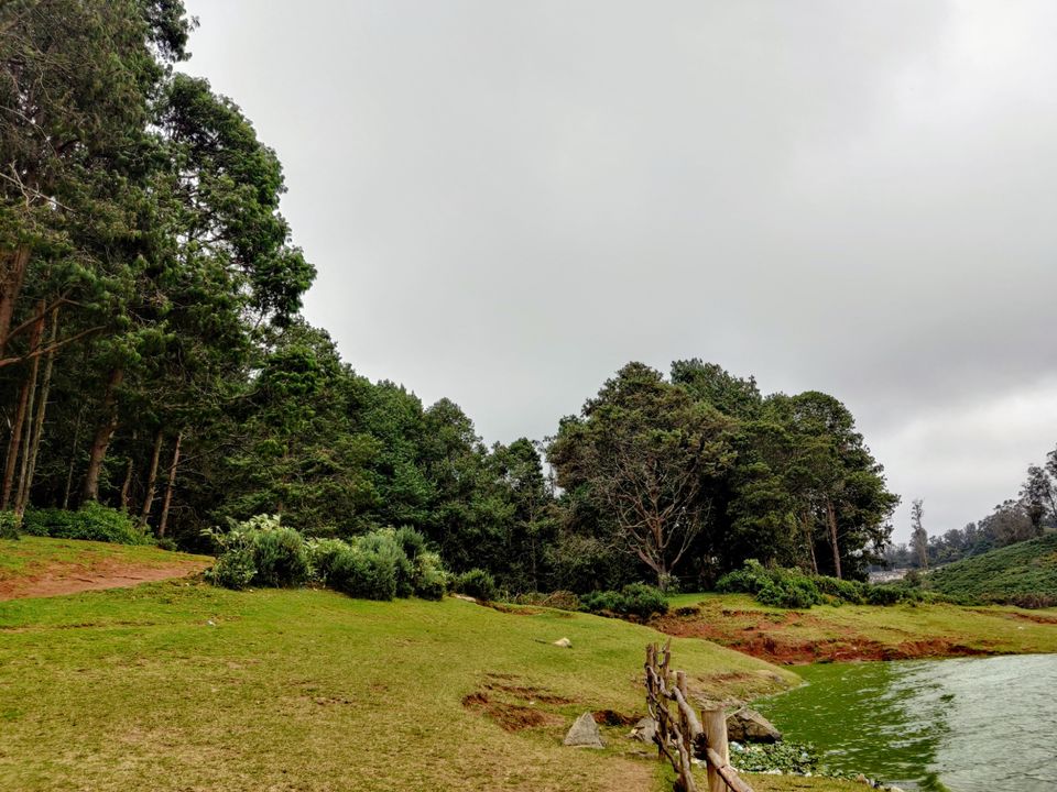 Photo of Pine Forest Shooting Spot, Nagapattinam - Coimbatore - Gundlupet Highway, Tamil Nadu, India by Aishwariya Roy