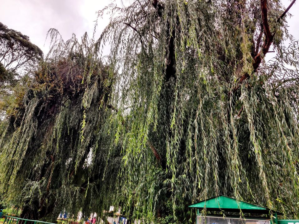 Photo of Government Botanical Garden, Vannarapettai, Ooty, Tamil Nadu, India by Aishwariya Roy