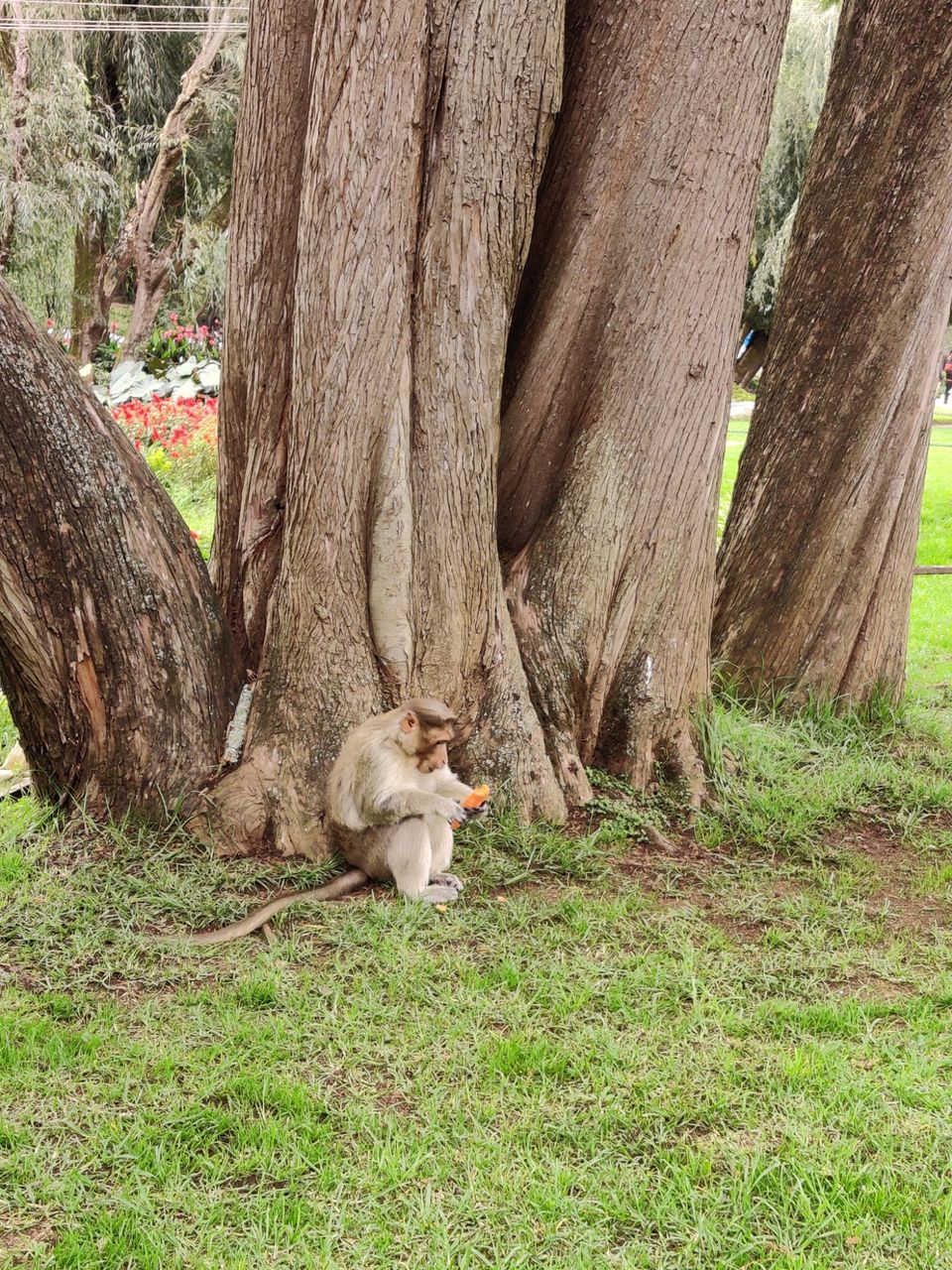 Photo of Government Botanical Garden, Vannarapettai, Ooty, Tamil Nadu, India by Aishwariya Roy