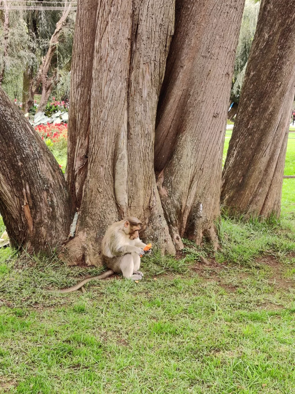 Photo of Government Botanical Garden, Vannarapettai, Ooty, Tamil Nadu, India by Aishwariya Roy