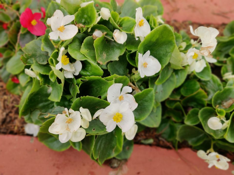 Photo of Government Botanical Garden, Vannarapettai, Ooty, Tamil Nadu, India by Aishwariya Roy