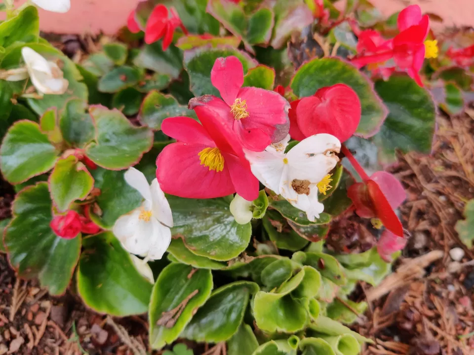 Photo of Government Botanical Garden, Vannarapettai, Ooty, Tamil Nadu, India by Aishwariya Roy
