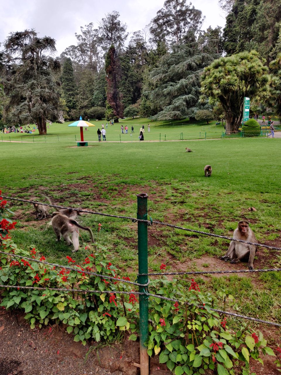 Photo of Government Botanical Garden, Vannarapettai, Ooty, Tamil Nadu, India by Aishwariya Roy