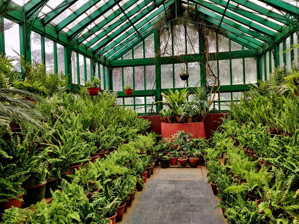 Photo of Government Botanical Garden, Vannarapettai, Ooty, Tamil Nadu, India by Aishwariya Roy