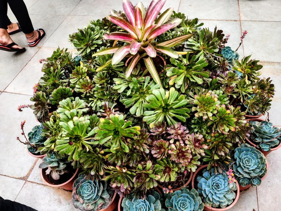 Photo of Government Botanical Garden, Vannarapettai, Ooty, Tamil Nadu, India by Aishwariya Roy