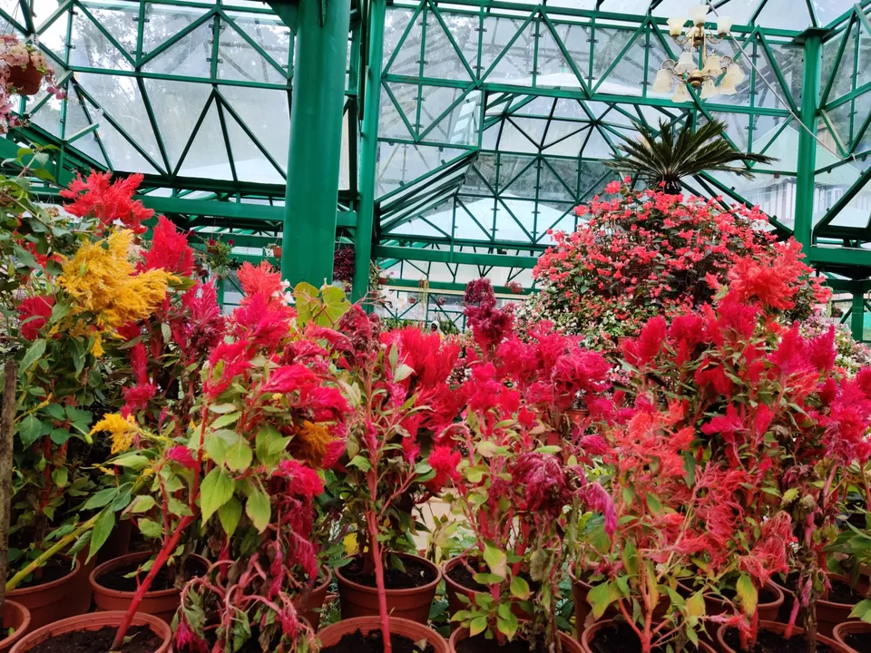 Photo of Government Botanical Garden, Vannarapettai, Ooty, Tamil Nadu, India by Aishwariya Roy