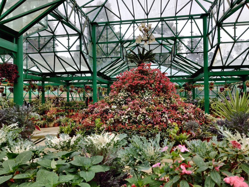 Photo of Government Botanical Garden, Vannarapettai, Ooty, Tamil Nadu, India by Aishwariya Roy