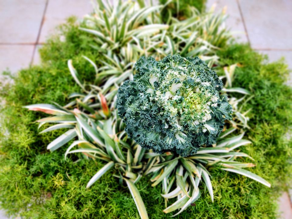 Photo of Government Botanical Garden, Vannarapettai, Ooty, Tamil Nadu, India by Aishwariya Roy