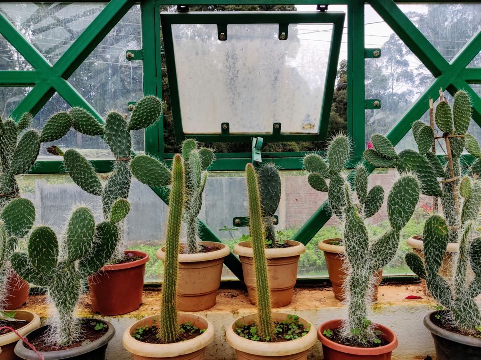 Photo of Government Botanical Garden, Vannarapettai, Ooty, Tamil Nadu, India by Aishwariya Roy