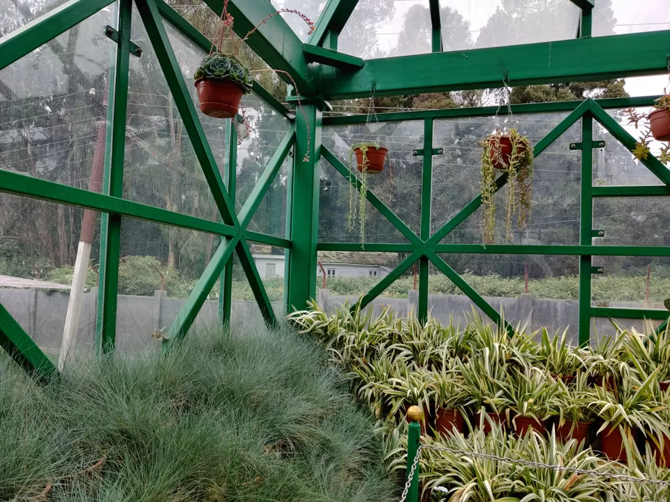 Photo of Government Botanical Garden, Vannarapettai, Ooty, Tamil Nadu, India by Aishwariya Roy