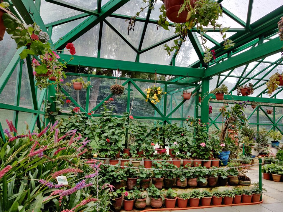 Photo of Government Botanical Garden, Vannarapettai, Ooty, Tamil Nadu, India by Aishwariya Roy