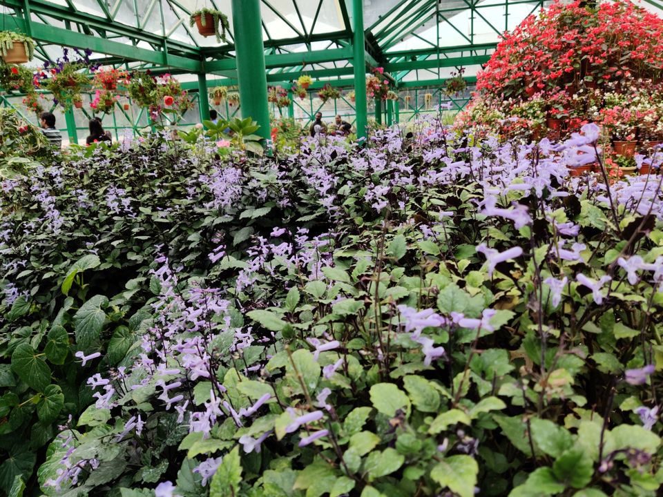 Photo of Government Botanical Garden, Vannarapettai, Ooty, Tamil Nadu, India by Aishwariya Roy