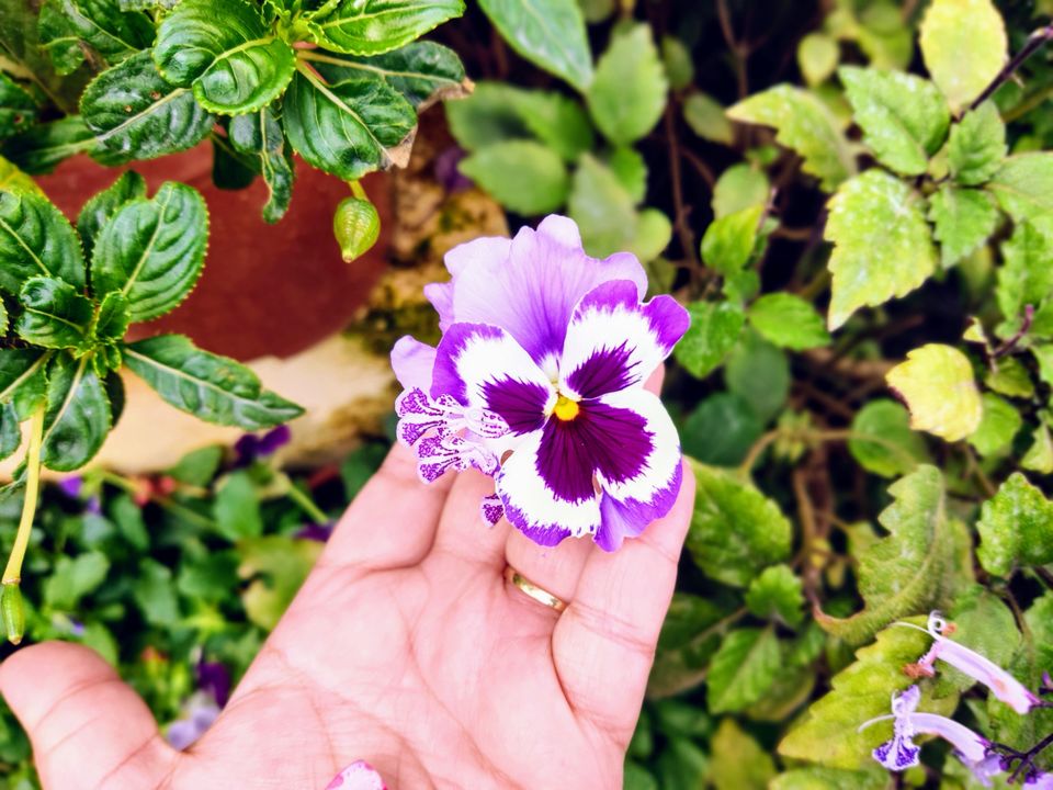 Photo of Government Botanical Garden, Vannarapettai, Ooty, Tamil Nadu, India by Aishwariya Roy