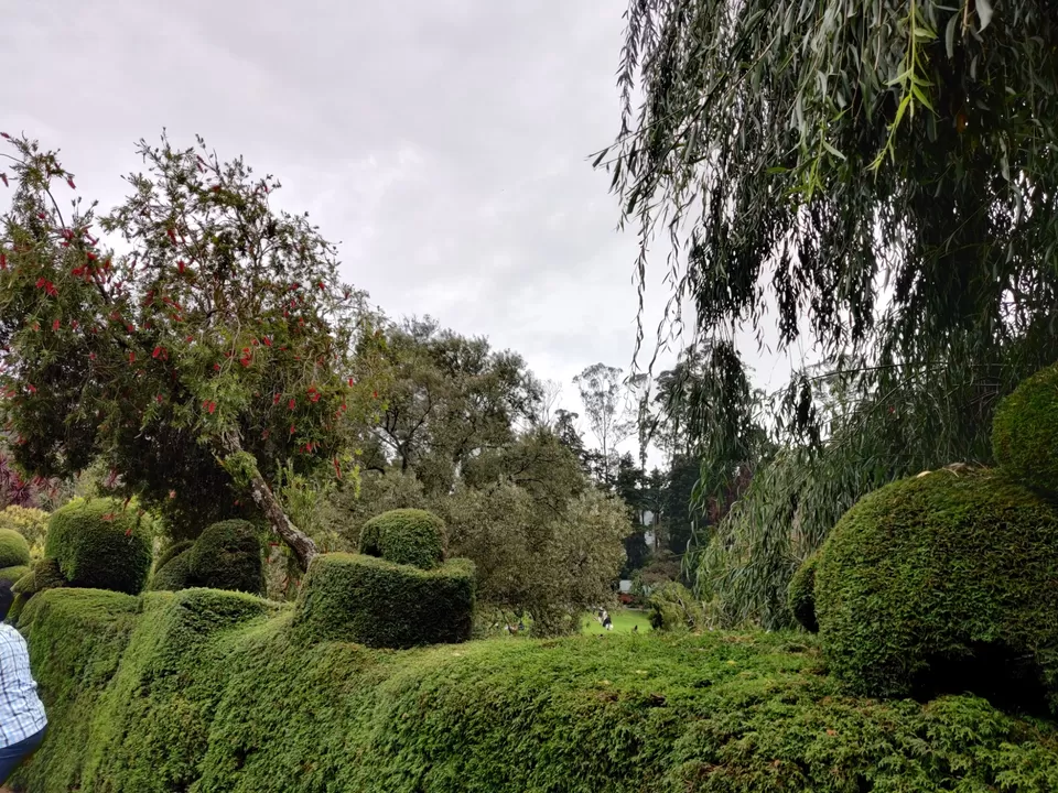 Photo of Government Botanical Garden, Vannarapettai, Ooty, Tamil Nadu, India by Aishwariya Roy