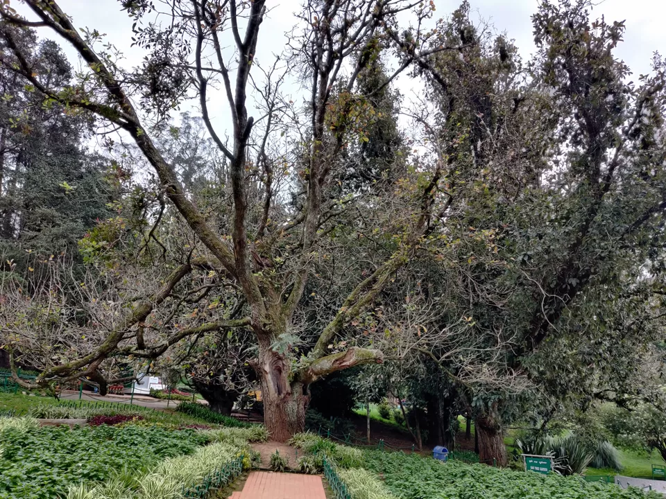 Photo of Government Botanical Garden, Vannarapettai, Ooty, Tamil Nadu, India by Aishwariya Roy