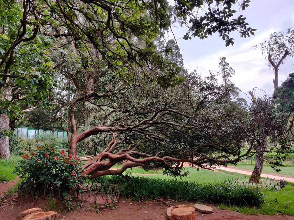 Photo of Government Botanical Garden, Vannarapettai, Ooty, Tamil Nadu, India by Aishwariya Roy