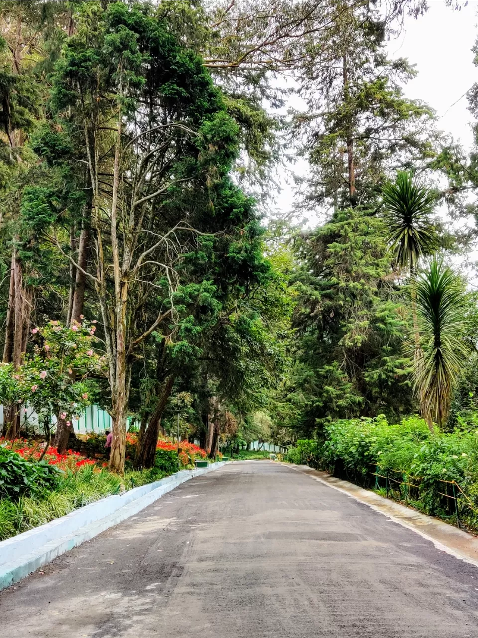 Photo of Government Botanical Garden, Vannarapettai, Ooty, Tamil Nadu, India by Aishwariya Roy