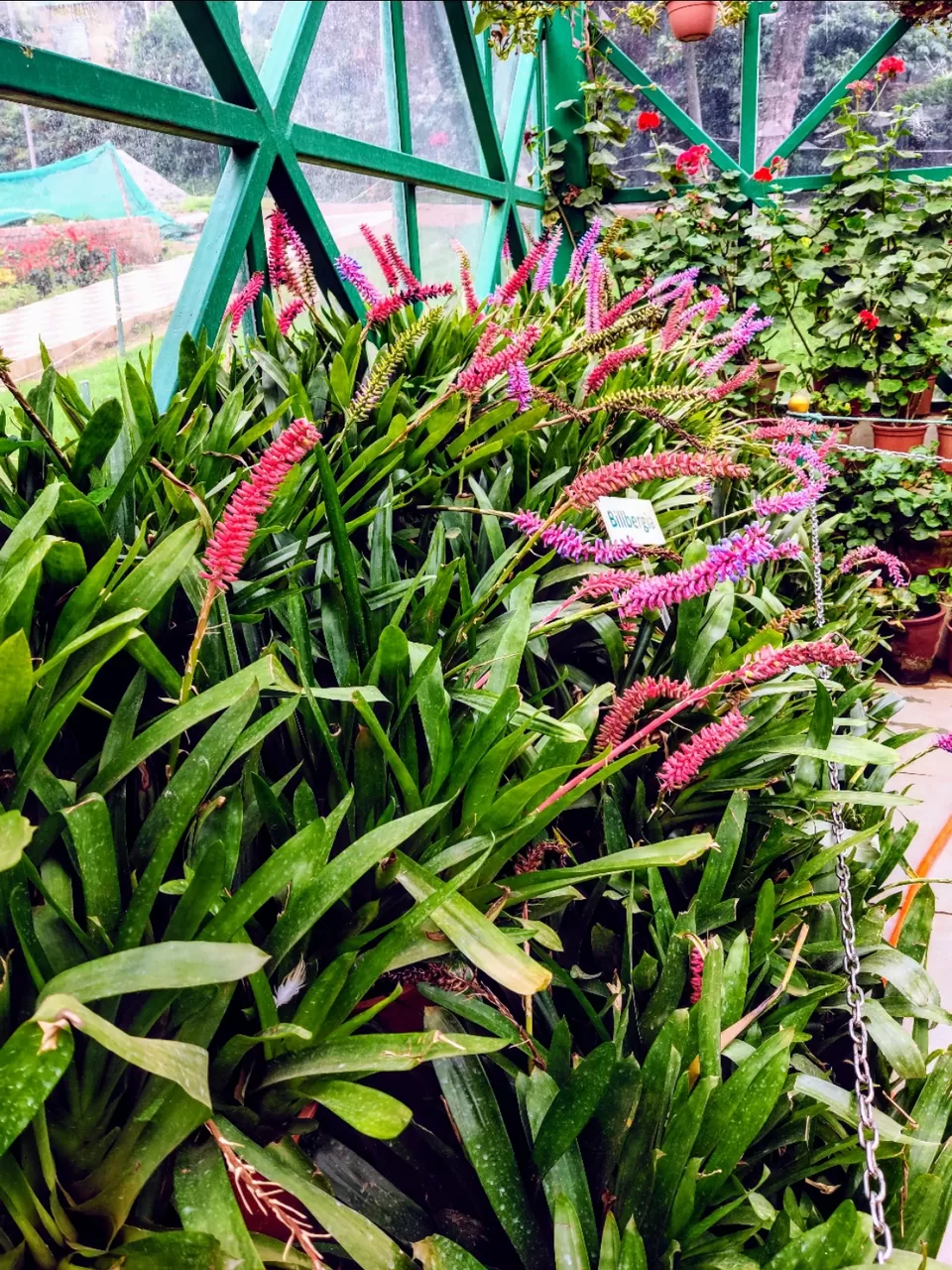 Photo of Government Botanical Garden, Vannarapettai, Ooty, Tamil Nadu, India by Aishwariya Roy