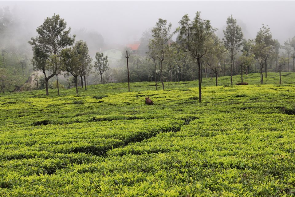 Photo of Off to the Queen of Hills-Ooty and Coonoor by Aishwariya Roy