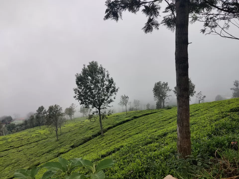 Photo of Off to the Queen of Hills-Ooty and Coonoor by Aishwariya Roy