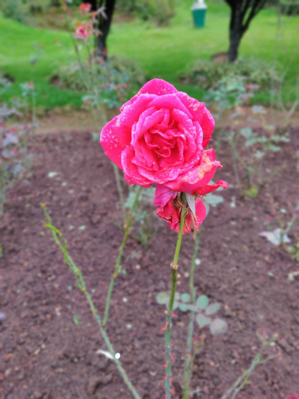 Photo of Rose Garden, Ooty, India by Aishwariya Roy