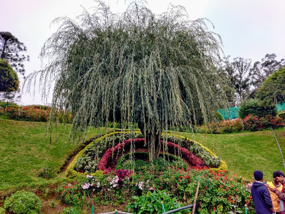 Photo of Rose Garden, Ooty, India by Aishwariya Roy