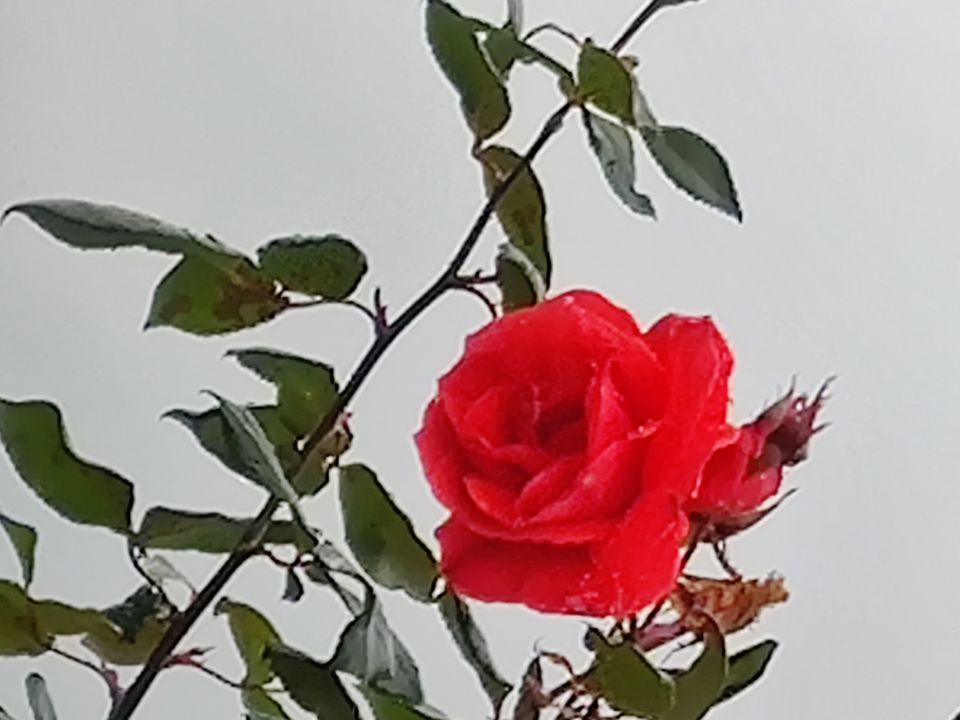 Photo of Rose Garden, Ooty, India by Aishwariya Roy