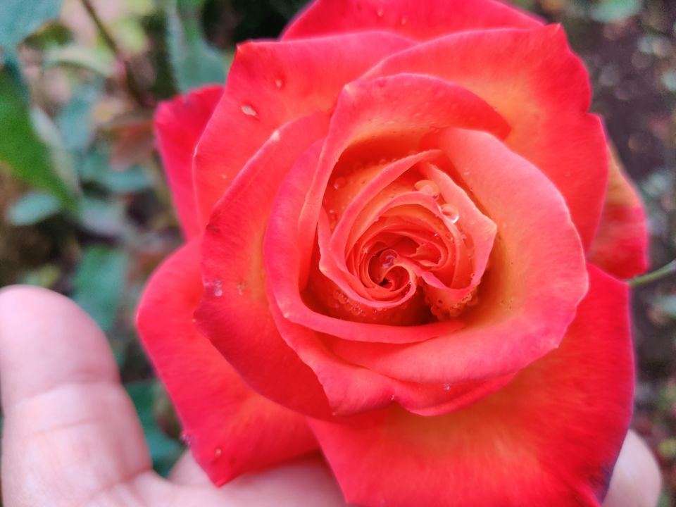 Photo of Rose Garden, Ooty, India by Aishwariya Roy