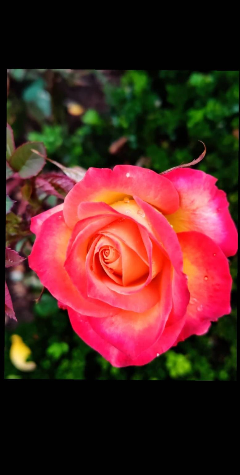 Photo of Rose Garden, Ooty, India by Aishwariya Roy