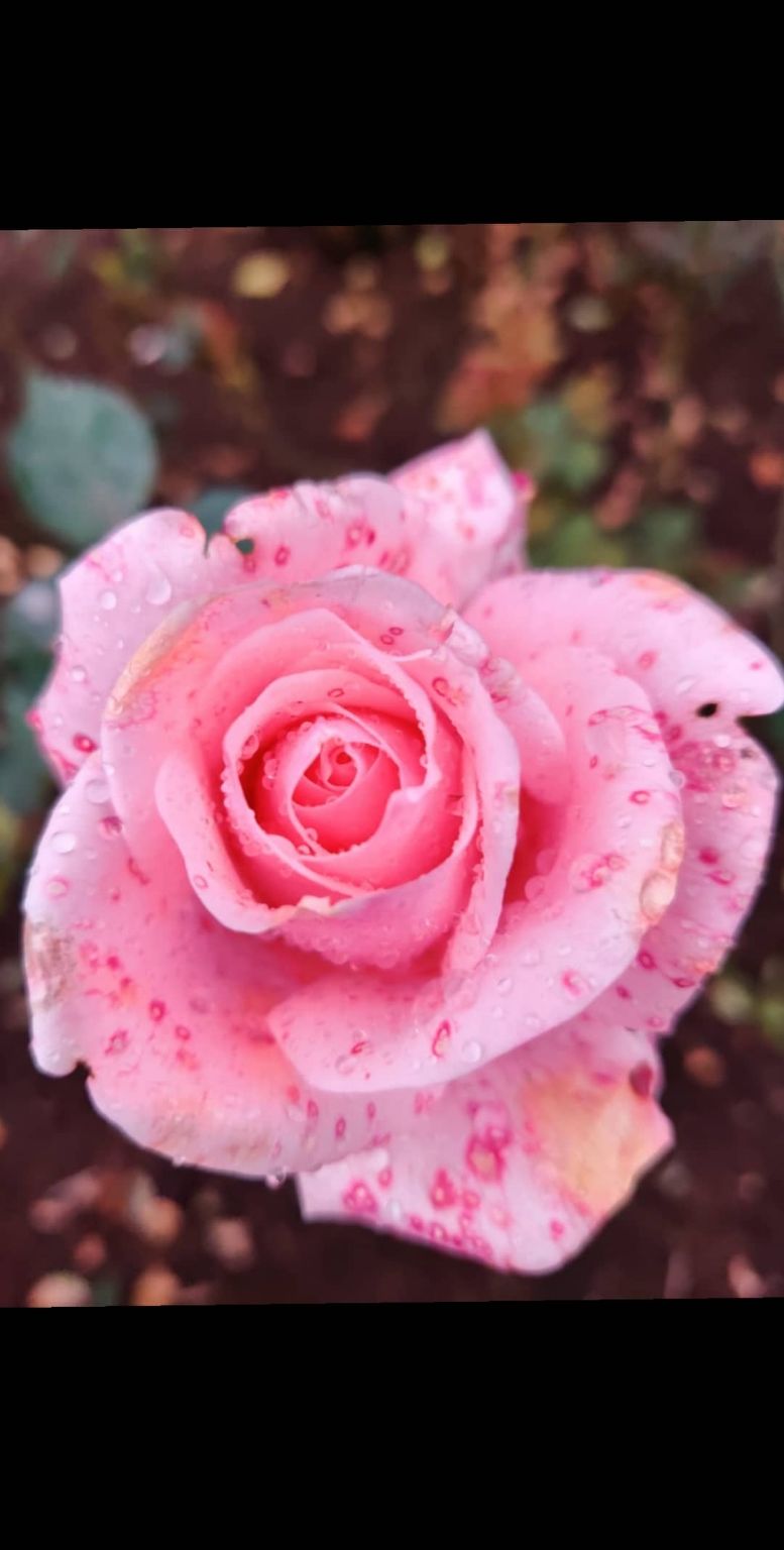 Photo of Rose Garden, Ooty, India by Aishwariya Roy