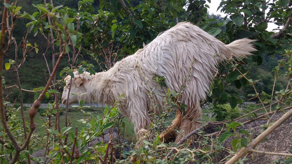Photo of Palampur- Linger Earth House- Bir Billing-Palampur by Aishwarya Kandpal