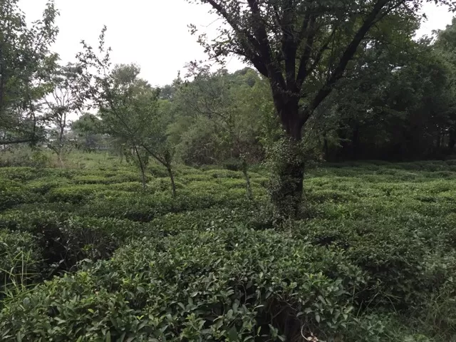 Photo of Palampur- Linger Earth House- Bir Billing-Palampur by Aishwarya Kandpal