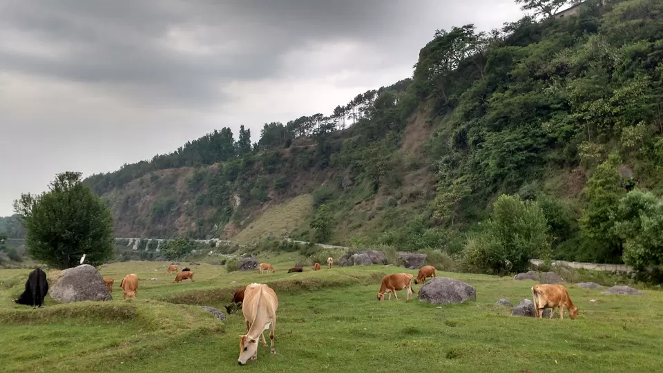 Photo of Palampur, Himachal Pradesh, India by Aishwarya Kandpal