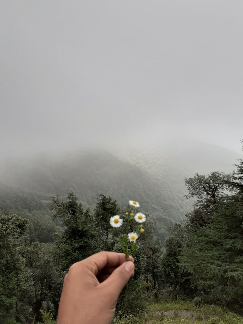 Photo of Chakrata, Uttarakhand, India by @_f_av_s_