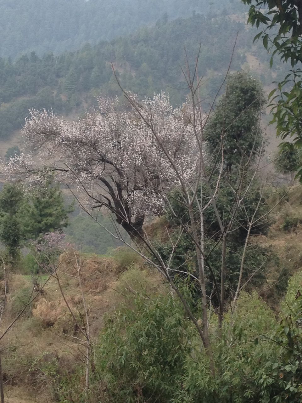 Photo of Adventure of a life time (AHFOD) - Parashar Lake 4/12 by Tushar