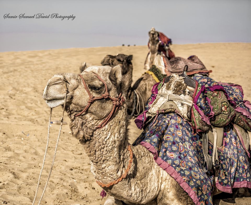 Photo of Sam Sand Dunes Jaisalmer, Sam, Rajasthan, India by Samir Samuel David