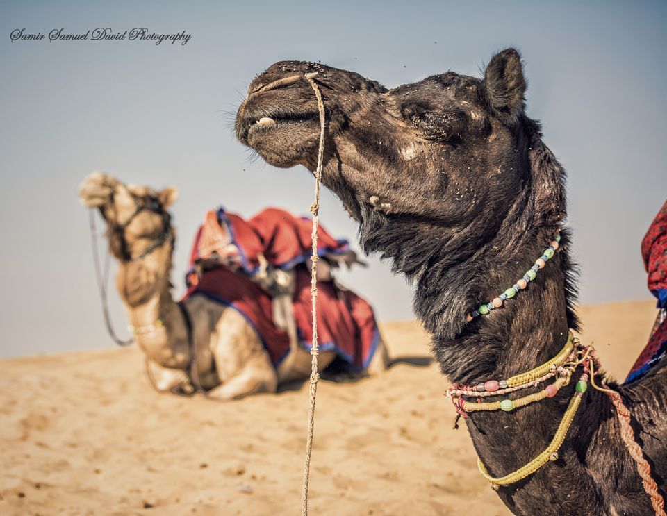 Photo of Sam Sand Dunes Jaisalmer, Sam, Rajasthan, India by Samir Samuel David