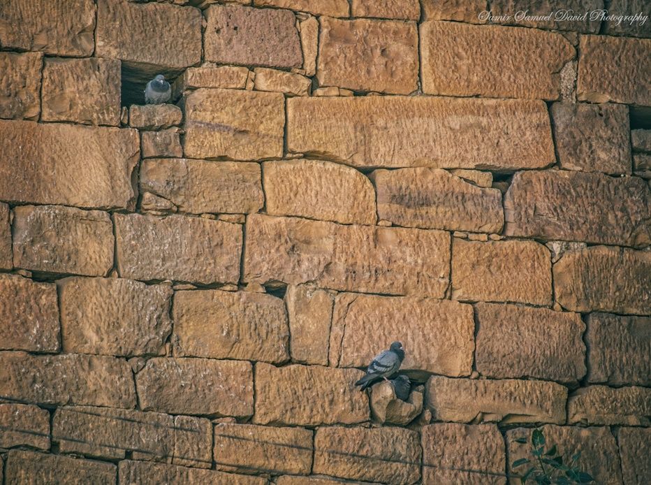 Photo of Jaisalmer Fort by Samir Samuel David