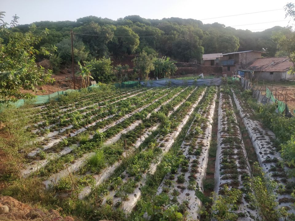 Photo of Strawberry Farm, Mahabaleshwar, Maharashtra, India by Jhu