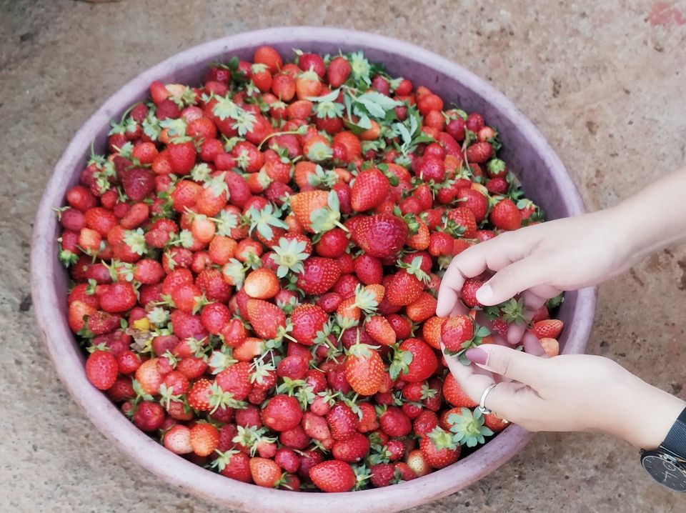 Photo of Strawberry Farm, Mahabaleshwar, Maharashtra, India by Jhu